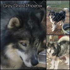 Photo of Gray Ghost Pheonix