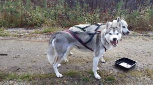 Photo of Tullatuulen Kaarna