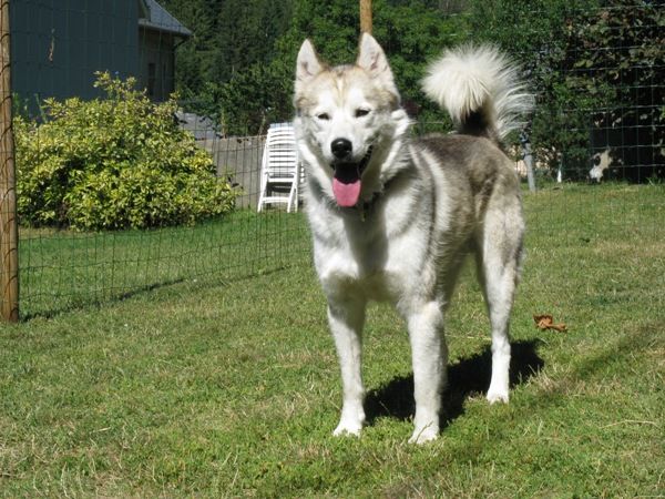 Photo of Artic des Loups de la Toundra