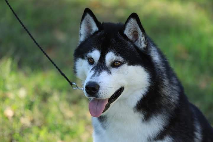 Photo of Avalon Star Show Winner