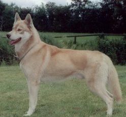 Photo of Huskidoo Lesmok Mhofyr Of Shaytaan