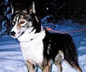 Photo of Polar Speed Markovo