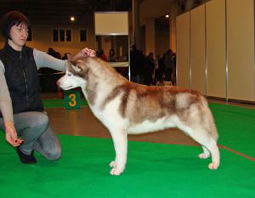 Photo of Quick Eyed Yukon Tanana