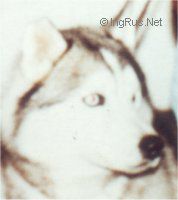 Photo of Innisfree's Cutty Macguire