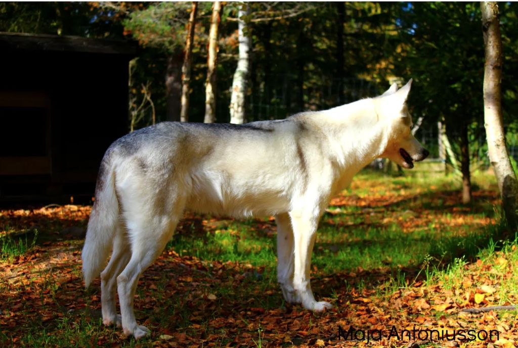 Photo of Fenrisulven Hild