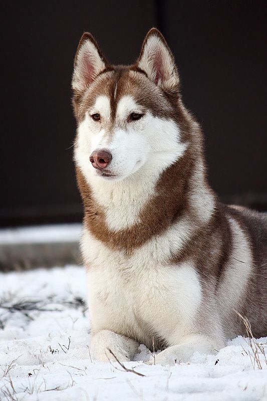 Photo of Siberian Miracle Charisma Fire