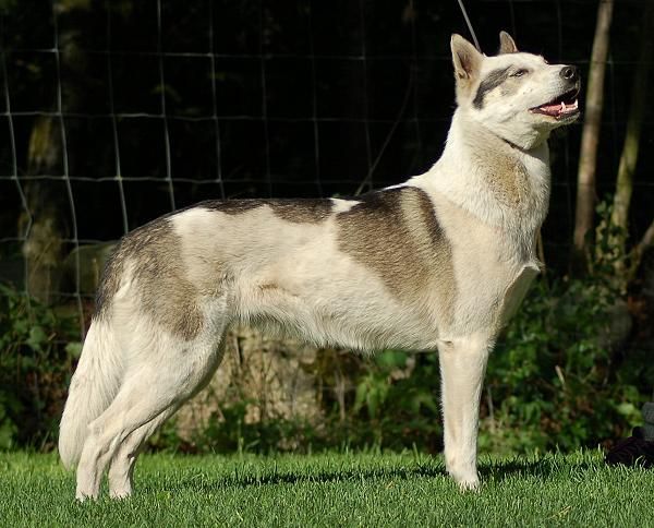 Photo of Huskyville's Skjelbreia Mustang