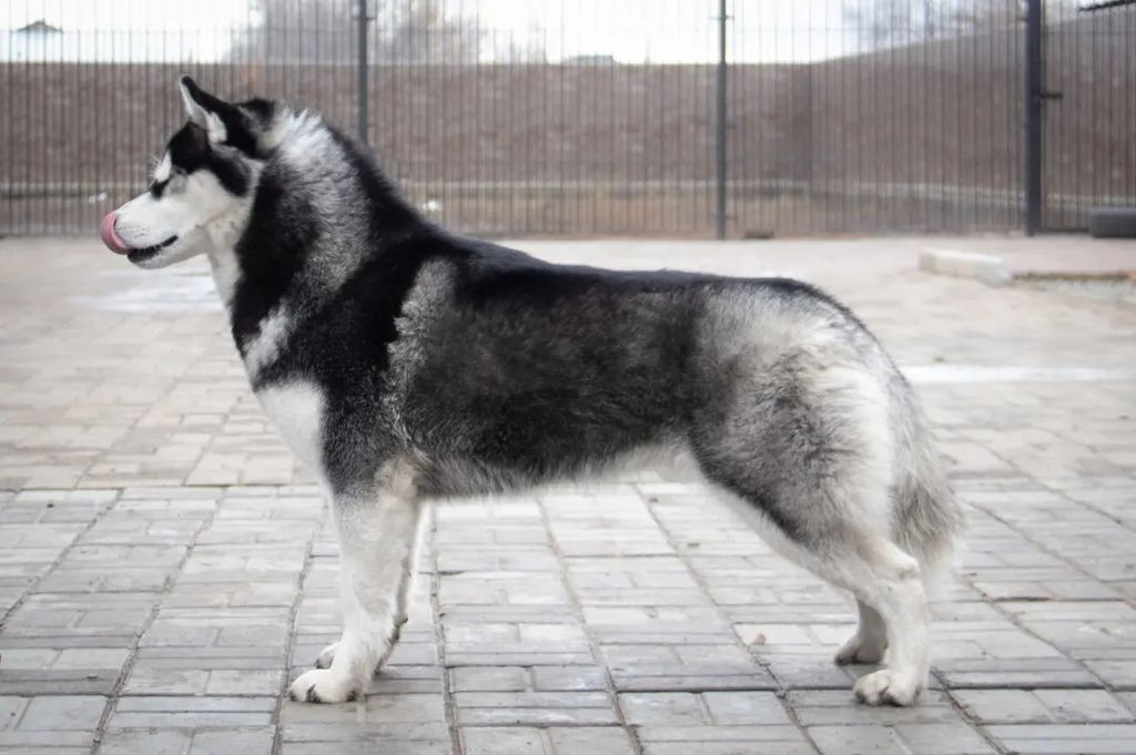 Photo of Husquisher Ex Ungue Leonem