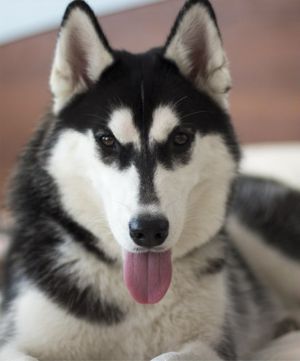 Photo of Husky Haven Vivien-Jina