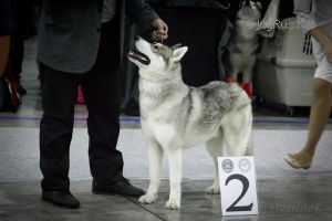 Photo of Arctic Magic Top Stayl
