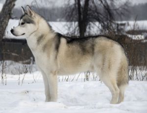 Photo of Husky Haven About Time