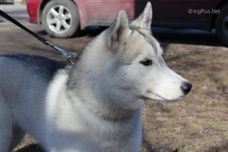 Photo of Husky Haven Missyri Flayer