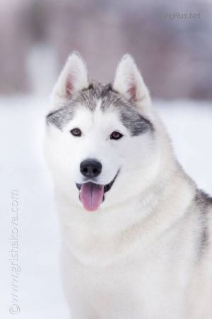 Photo of Husky Haven Chack For Nord Ground
