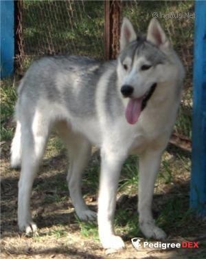 Photo of Tumana