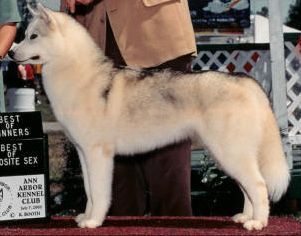 Photo of Yukonwind’s Star Of Highlander