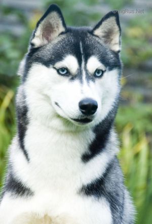 Photo of Umka Husky Haven