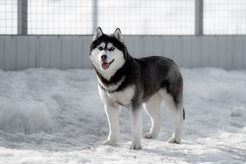 Photo of Semargl Smorodina