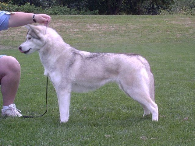 Photo of Wildoney’s Fresca Of Kristari