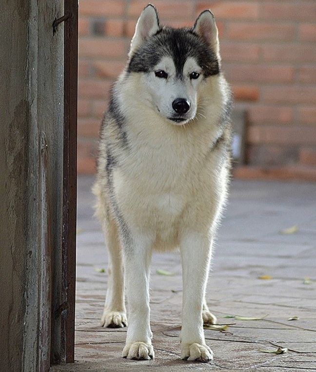 Photo of Verkoiansk's Yukon Gray wolf