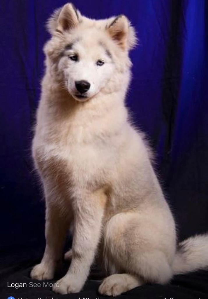 Photo of The Husky Ranch’s Logan