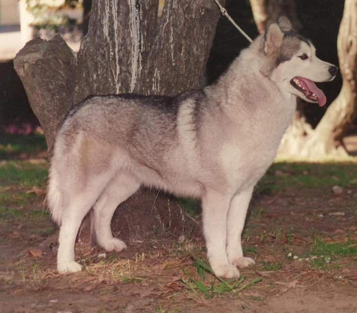 Photo of Ingrid Of Novo Nicolaievsk