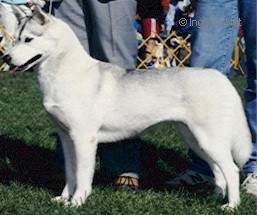 Photo of Kartoga’s Tasha Of Eldorado