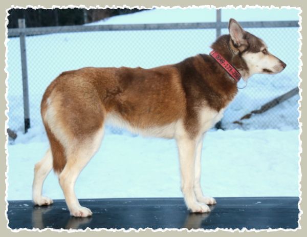 Photo of Alka-Shan’s Jennifer-Lopez