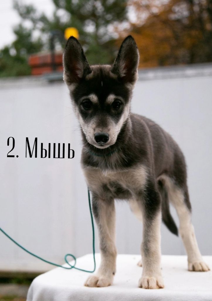 Photo of Laitkiper's Zebuda Ishi