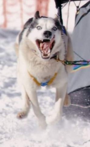 Photo of Buck (Italy)