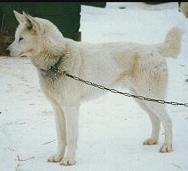 Photo of Alaskan’s Skookum Of Anadyr