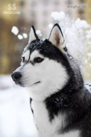 Photo of Husky Haven Dog Same