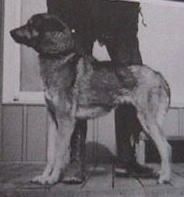 Photo of Lokiboden’s Tango
