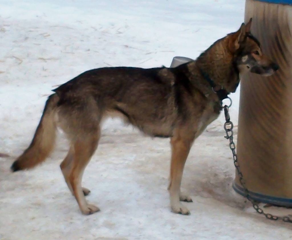 Photo of Howling Spirits Darky