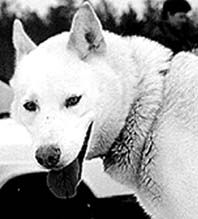 Photo of Sledge Dog Kennel Effendi