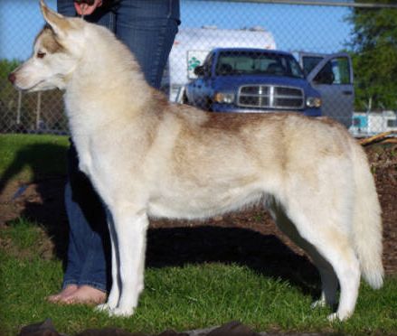 Photo of Zuska’s Rodeo Sweetheart