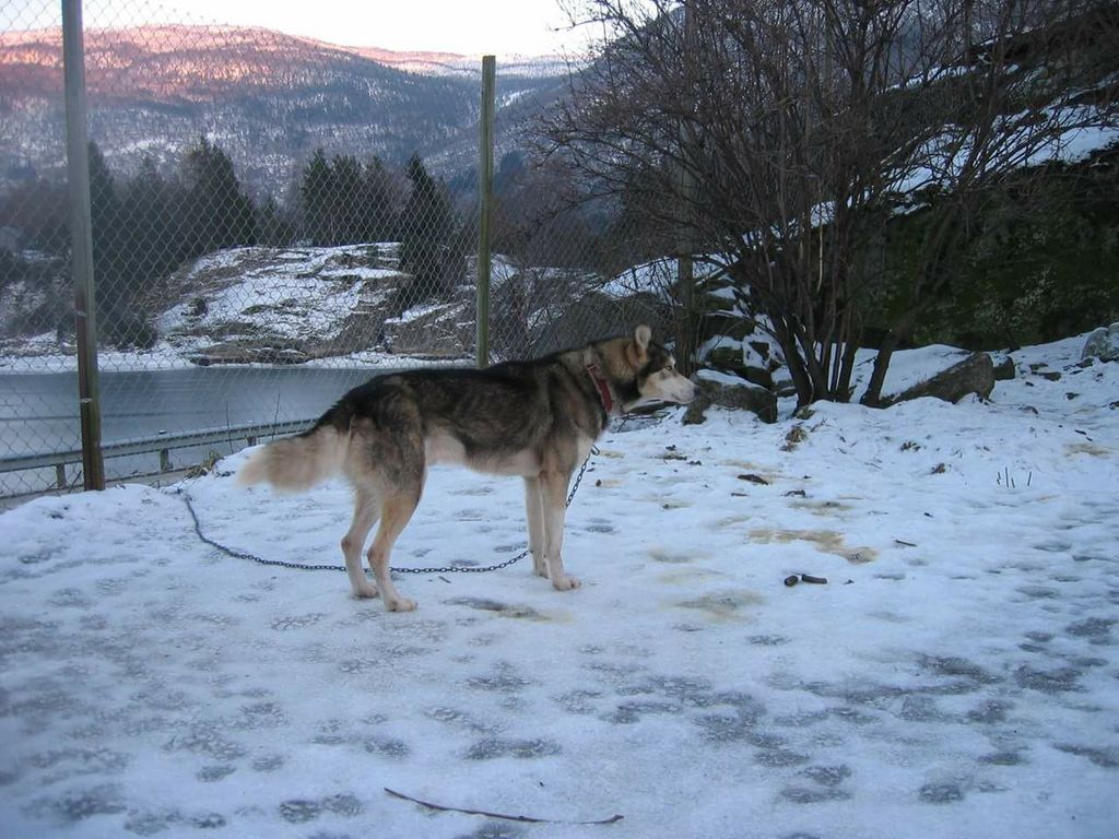 Photo of Raggy