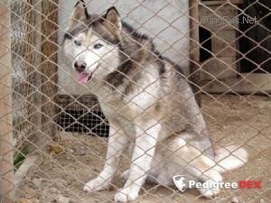 Photo of Norton Grey s Akulovoy Gory