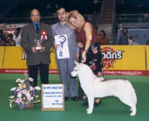 Photo of Shapali’s Phantom Phoebe