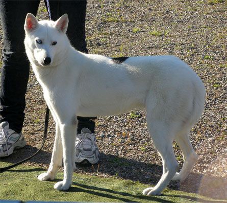 Photo of Arktisk Storm Whitney