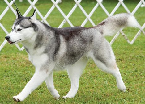 Photo of Huskavarna’s Foxxy Cleopatra
