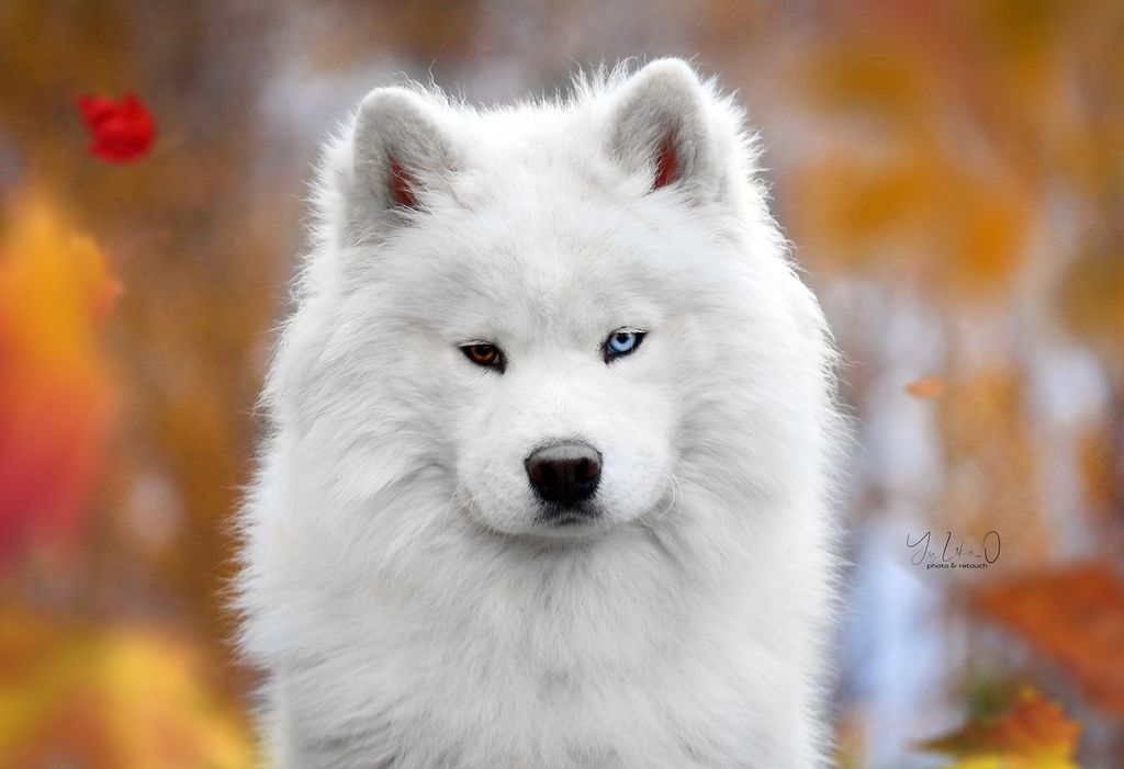 Photo of Atapaski Lucifer