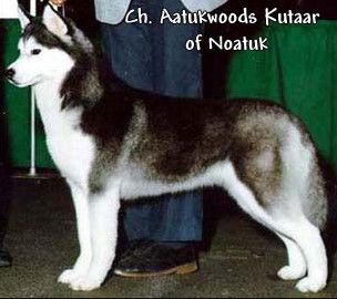 Photo of Aatukwoods Kutaar of Noatuk