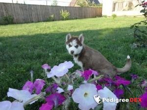 Photo of SNOW GALAXY ZENA WARRIOR PRINCESS