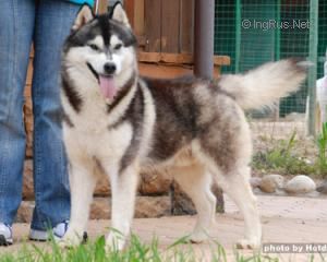 Photo of Sheytan’s Beauty Black and White