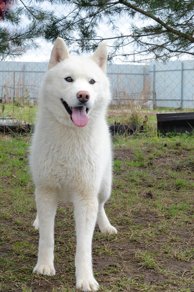 Photo of Semargl Lyod Nanook