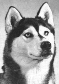 Photo of Alapah Oonik Of Baltic