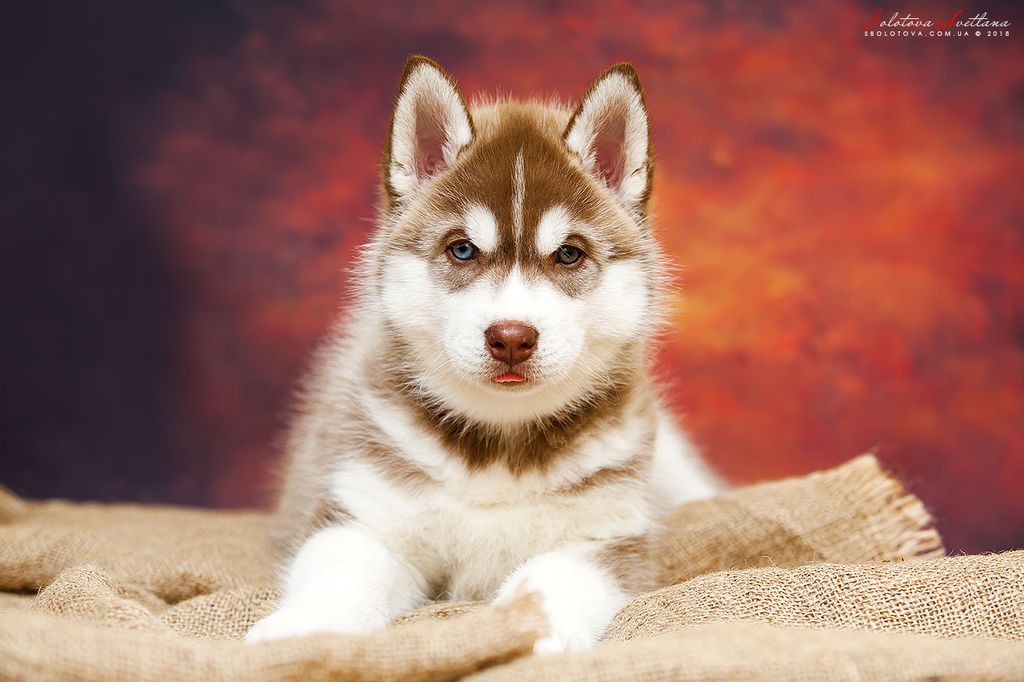 Photo of Siberian Miracle Manitou Felicidad