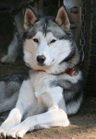 Photo of NorthWapiti's Sparky
