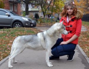 Photo of Arctic Magic Chance To Win