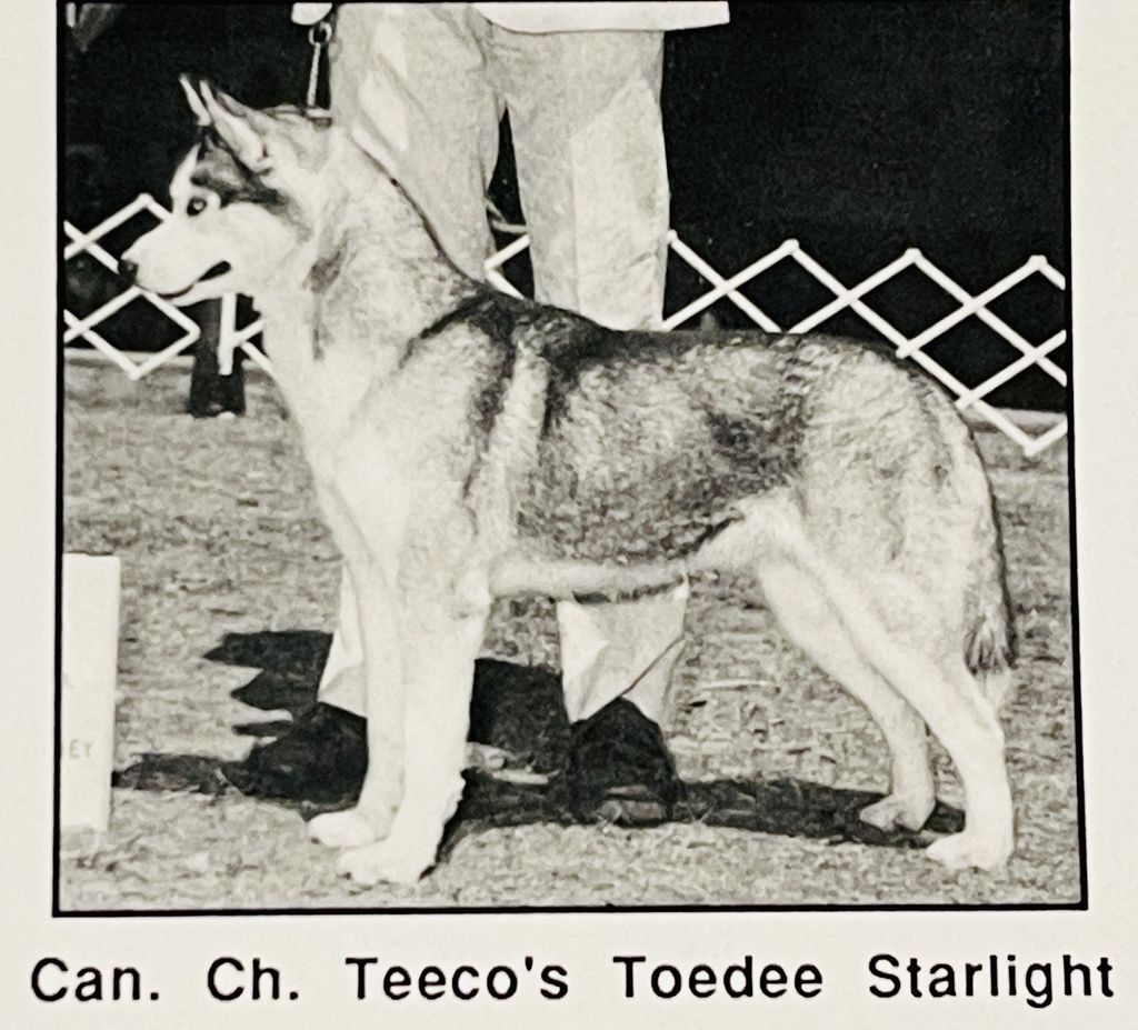 Photo of Teeco’s Toedee Starlight